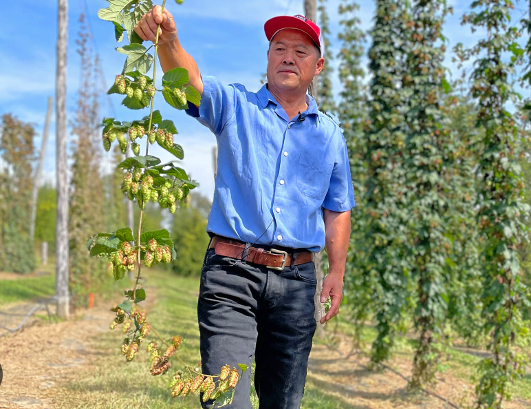 Luppolo, la crisi mette a dura prova gli agricoltori in tutto il mondo.